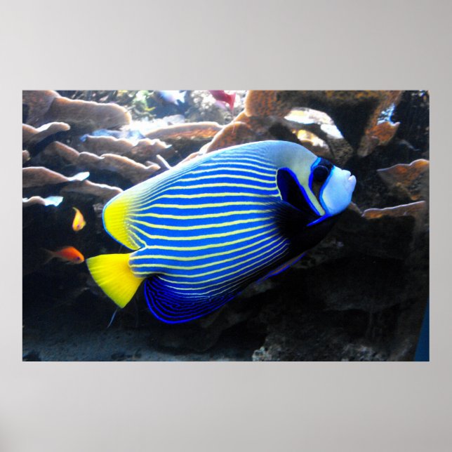 Emperor Angelfish Poster (Front)