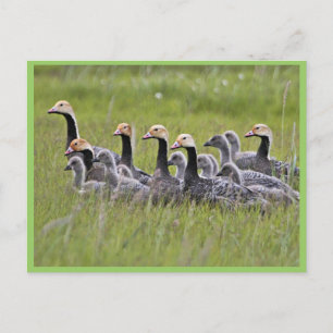 Emperor Geese Postcard