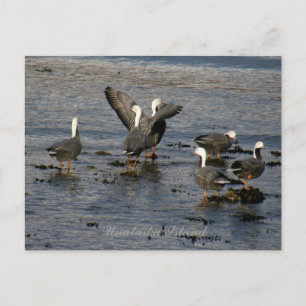Emperor Geese, Unalaska Island Postcard