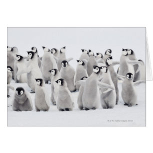 Emperor penguin