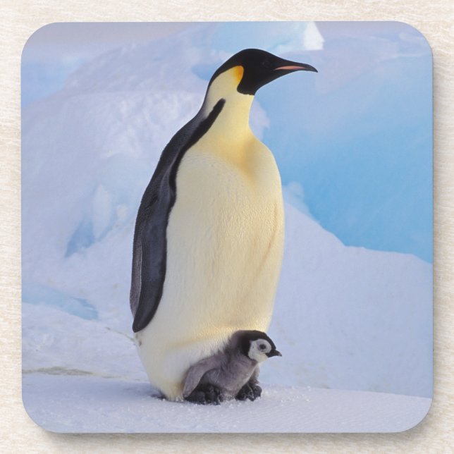 Emperor Penguin | Aptenodytes Coaster (Front)