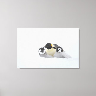 Emperor Penguin (Aptenodytes forsteri) 2 Canvas Print