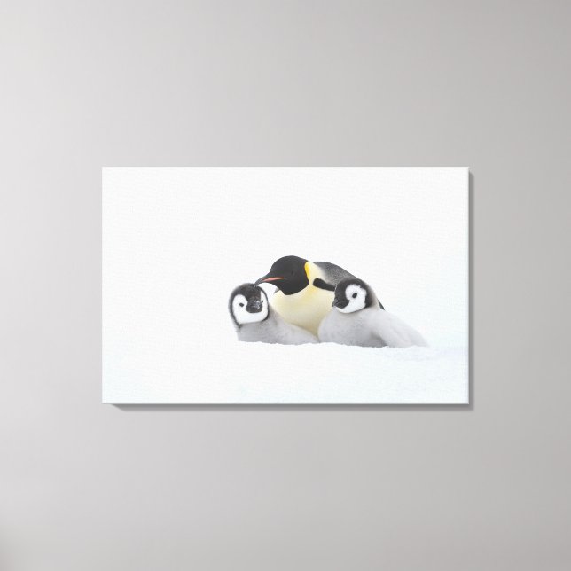Emperor Penguin (Aptenodytes forsteri) 2 Canvas Print (Front)