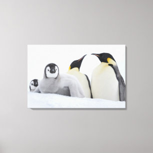 Emperor Penguin (Aptenodytes forsteri) Canvas Print