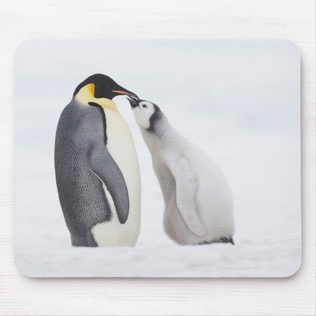 Emperor penguin (Aptenodytes forsteri), chick Mouse Pad (Front)