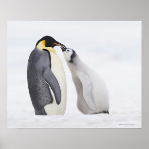 Emperor penguin (Aptenodytes forsteri), chick Poster