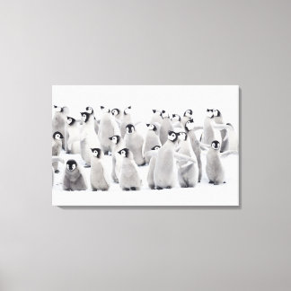 Emperor penguin (Aptenodytes forsteri), group of Canvas Print