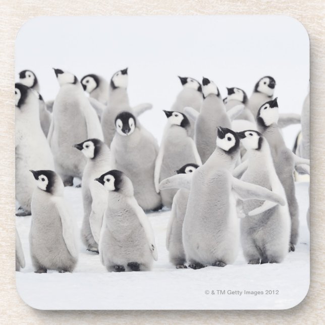 Emperor penguin (Aptenodytes forsteri), group of Coaster (Front)
