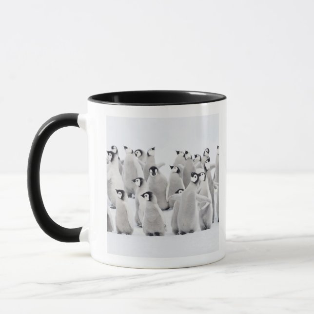 Emperor penguin (Aptenodytes forsteri), group of Mug (Left)