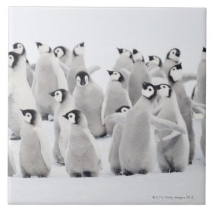 Emperor penguin (Aptenodytes forsteri), group of Tile