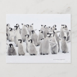 Emperor penguin (Aptenodytes forsteri) Postcard