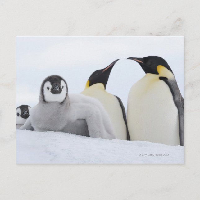 Emperor Penguin (Aptenodytes forsteri) Postcard (Front)