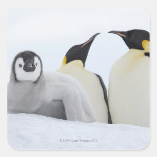Emperor Penguin (Aptenodytes forsteri) Square Sticker