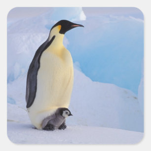 Emperor Penguin   Aptenodytes Square Sticker