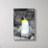 Emperor Penguin