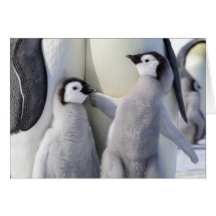 Emperor Penguin Chick