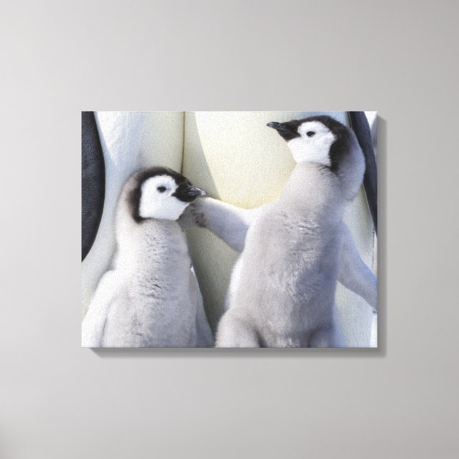 Emperor Penguin Chick Canvas Print (Front)