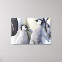 Emperor Penguin Chick