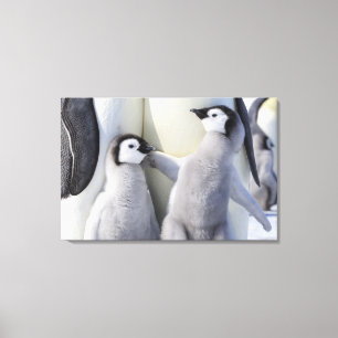 Emperor Penguin Chick Canvas Print