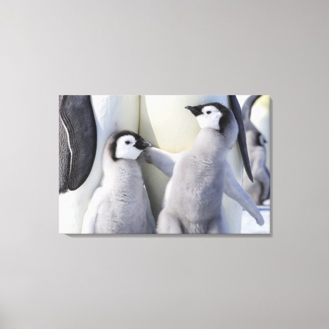 Emperor Penguin Chick Canvas Print (Front)