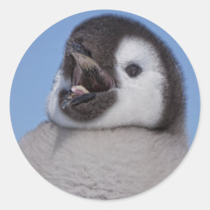 Emperor Penguin Chick Classic Round Sticker