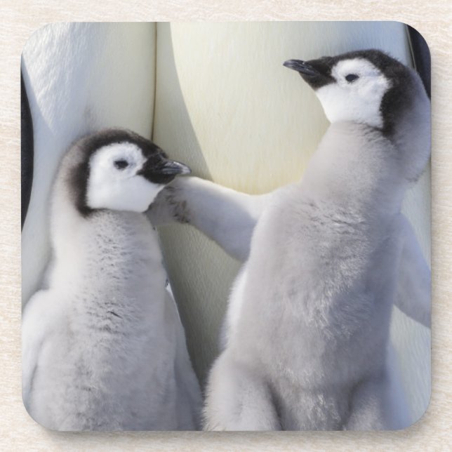 Emperor Penguin Chick Coaster (Front)