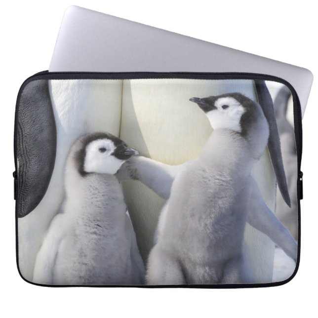 Emperor Penguin Chick Laptop Sleeve (Front)