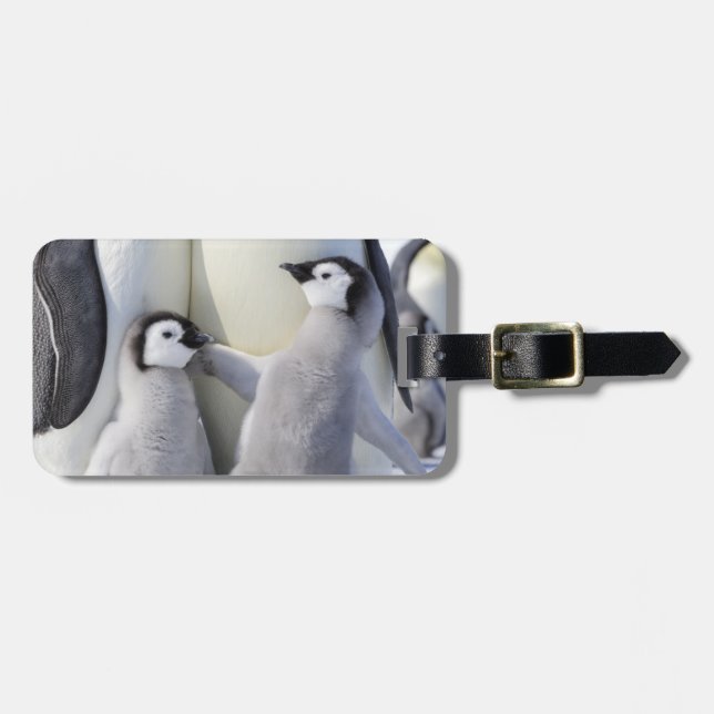 Emperor Penguin Chick Luggage Tag (Front Horizontal)