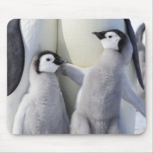 Emperor Penguin Chick Mouse Pad