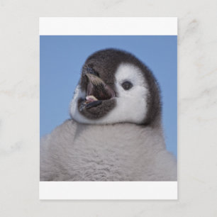 Emperor Penguin Chick Postcard