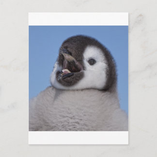 Emperor Penguin Chick Postcard