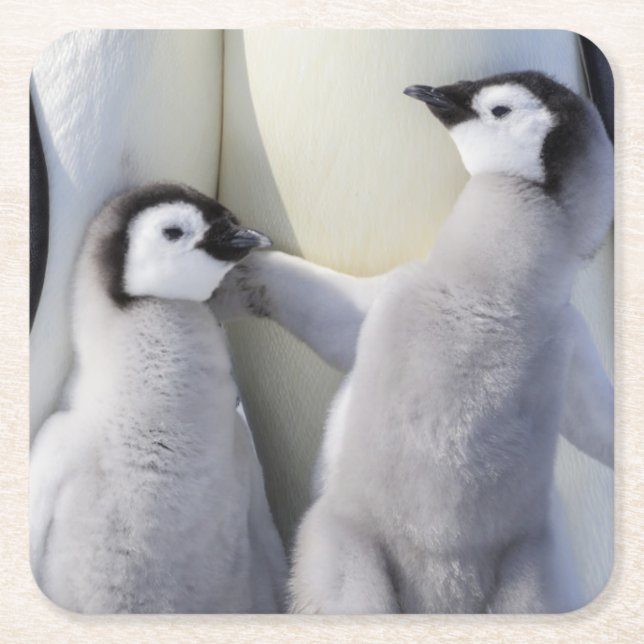 Emperor Penguin Chick Square Paper Coaster (Front)