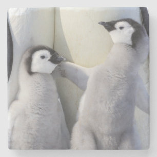 Emperor Penguin Chick Stone Coaster