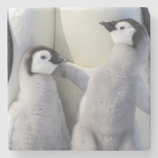 Emperor Penguin Chick Stone Coaster (Front)