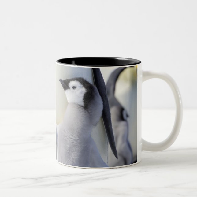 Emperor Penguin Chick Two-Tone Coffee Mug (Right)