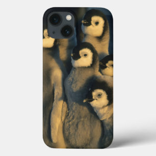Emperor Penguin chicks in creche, Aptenodytes iPhone 13 Case