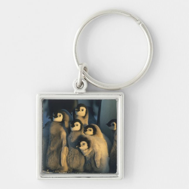 Emperor Penguin chicks in creche, Aptenodytes Key Ring (Front)
