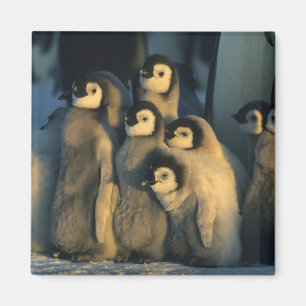 Emperor Penguin chicks in creche, Aptenodytes Magnet