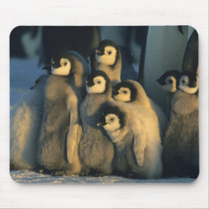 Emperor Penguin chicks in creche, Aptenodytes Mouse Pad