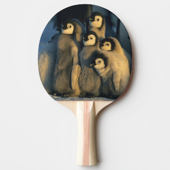 Emperor Penguin chicks in creche, Aptenodytes Ping Pong Paddle (Front)