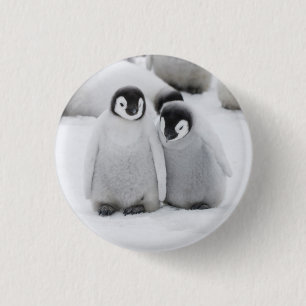 Emperor Penguin Chicks on Ice in Antarctica 3 Cm Round Badge