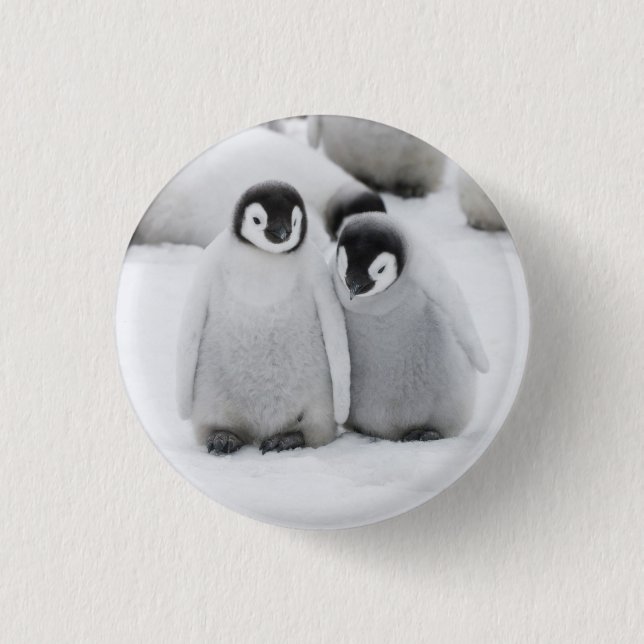 Emperor Penguin Chicks on Ice in Antarctica 3 Cm Round Badge (Front)