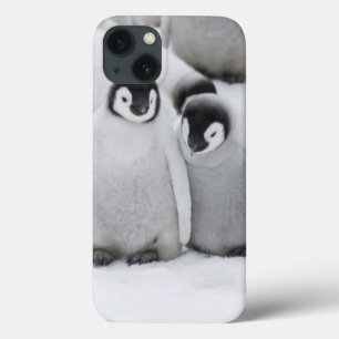 Emperor Penguin Chicks on Ice in Antarctica iPhone 13 Case