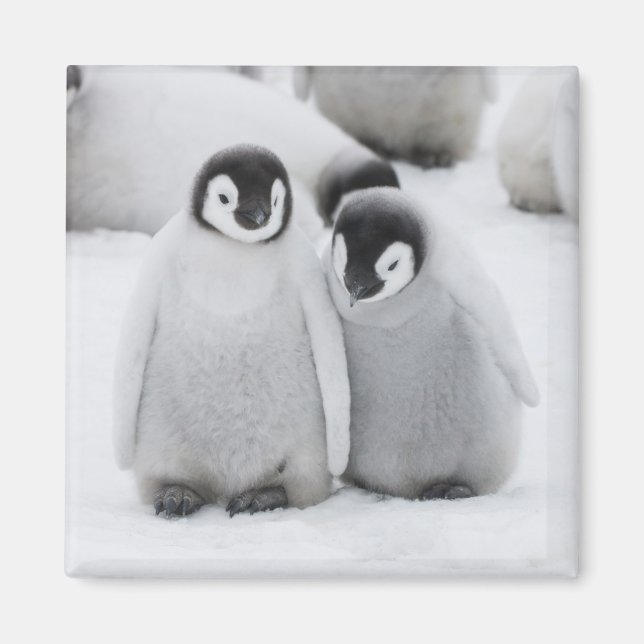 Emperor Penguin Chicks on Ice in Antarctica Magnet (Front)
