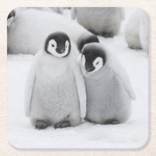 Emperor Penguin Chicks on Ice in Antarctica Square Paper Coaster