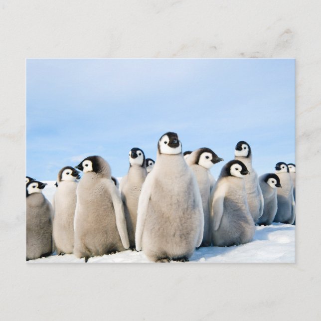 Emperor Penguin Chicks postcard (Front)