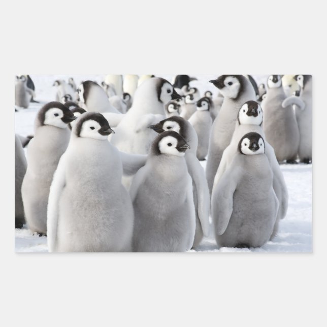 Emperor Penguin Chicks - sticker (Front)