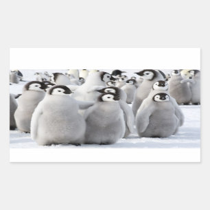 Emperor Penguin Chicks - sticker