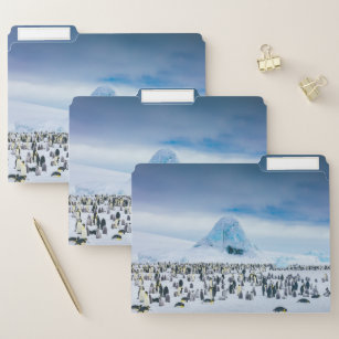 Emperor Penguin Colony File Folder