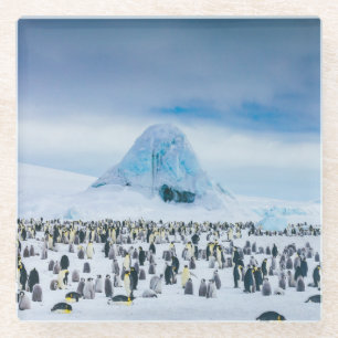 Emperor Penguin Colony Glass Coaster
